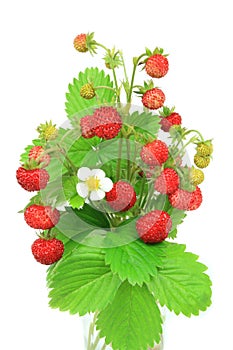 Wild strawberries