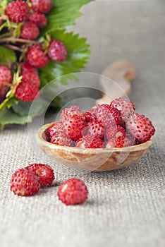 Wild strawberries