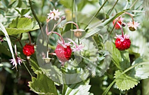 Wild strawberries