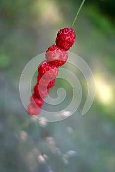 Wild strawberries