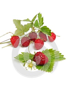 Wild strawberries