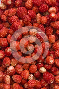 Wild strawberries background