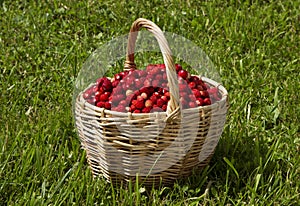 Wild strawberries in a basket