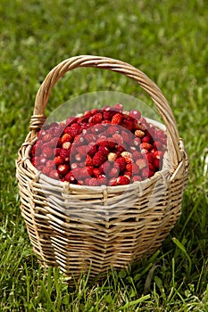 Wild strawberries in a basket