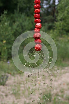 Wild strawberries on bent grass in summer time