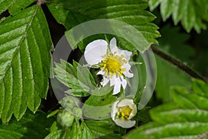 Wild strawberries blossom