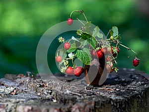 Wild strawberries bouquet in vintage clay vase on old wooden stump on blurred green leaves background. Gifts of forest