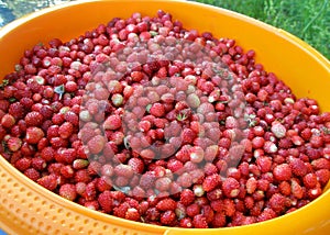 Wild strawberries in bowl