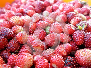 Wild strawberries in bowl