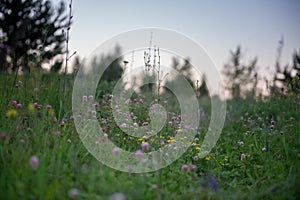 Wild strawberries in a field