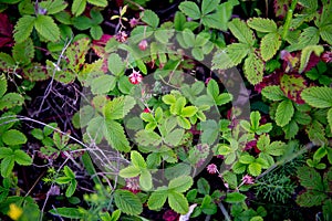 Wild strawberries in a field