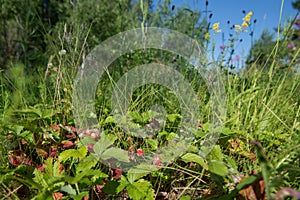 Wild strawberries in a field