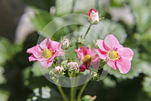 Wild strawberries flower