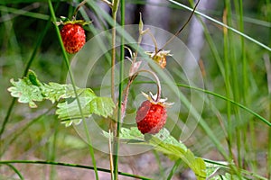 Wild strawberries. A forest berry on a bush