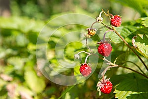 Wild strawberries Fragaria vesca