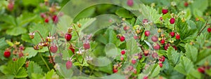 Wild strawberries - Fragaria vesca photo