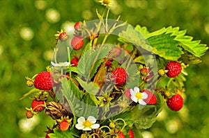 Selvaggio da vicino giardino 