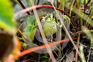 Wild strawberries fruits in the garden. Slovakia