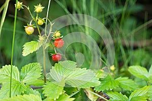 Wild strawberries fruits in the garden. Slovakia