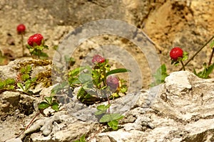 Wild strawberries grow on rock