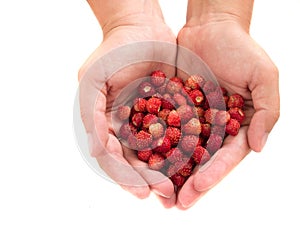 Wild strawberries in hands