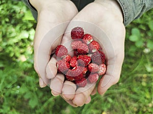 Wild strawberries in the hands of a child