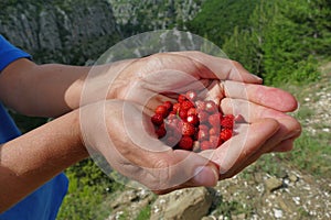 wild strawberries just picked in a forest in Greece