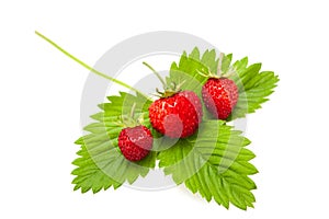 Wild strawberries  with leaf