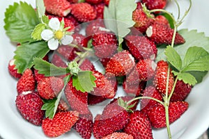 Wild strawberries with leaves and flower