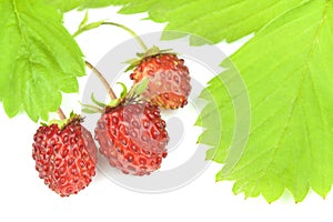 Wild strawberries with leaves on white background.