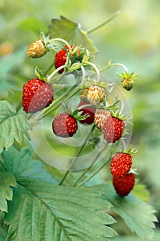 Wild strawberries on meadow