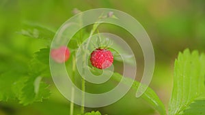 Wild strawberries on natural forest. Nature of Europe. Ripe and juicy strawberries. Close up.