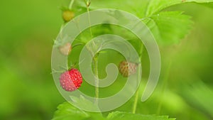 Wild strawberries. Nature of Europe. Wild strawberry bush in forest. Close up.