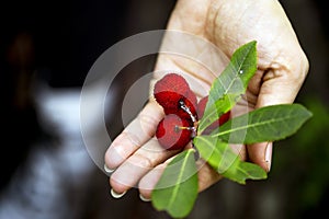 Wild strawberries in a palm of a woman