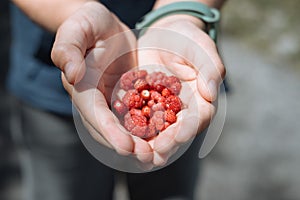 Wild strawberries and raspberry in kids hand, close-up. Healthy