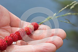 Wild strawberries strung on a straw lying in a hand