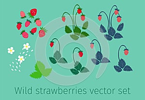 Wild strawberries vector set for composition