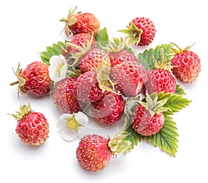 Wild strawberries on the white background