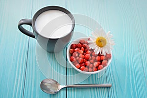 Wild strawberries in white bowl, milk in cup and silver spoon on blue wooden background, Top view. space for text. Delicious