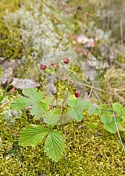 Wild strawberry