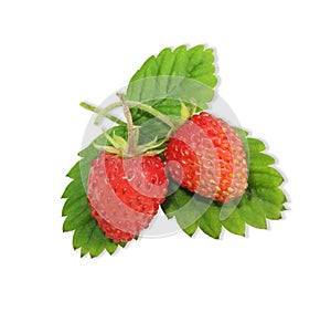 Wild strawberry