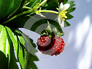 wild strawberry