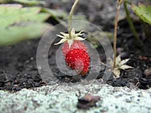 Wild strawberry