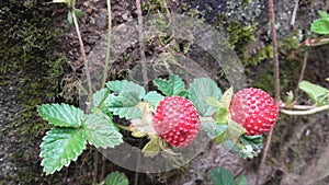 Wild strawberry