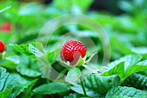 Wild strawberry