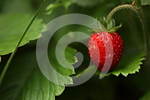 Wild strawberry