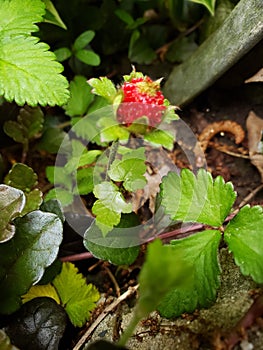 Wild Strawberry