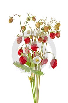 Wild strawberry