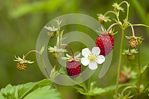 Wild strawberry