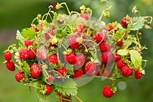 Wild strawberry